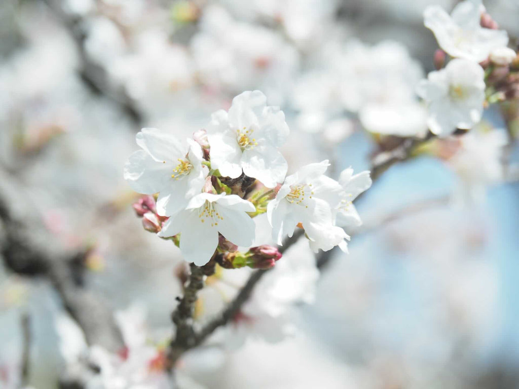 【4月のワークショップと春の彩りに出会える各ワークショップへのお誘い】色と言葉のおたより2026年第2号