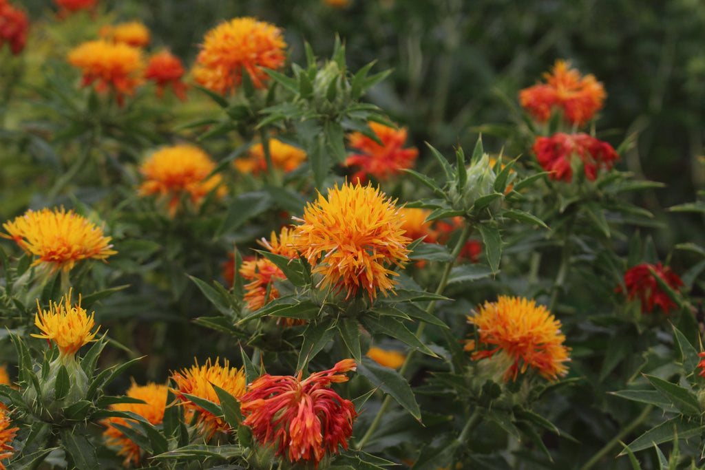 11月 紅花