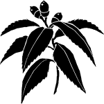 白樫