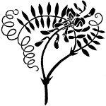 烏野豌豆