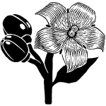 茜