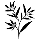 紫根