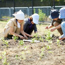 Our dream is growing dye plants in our field