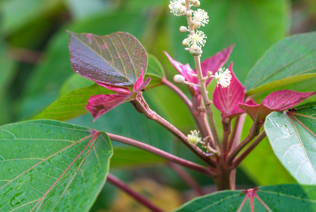 9月　赤芽柏