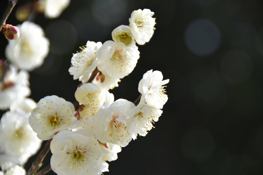 1月　梅