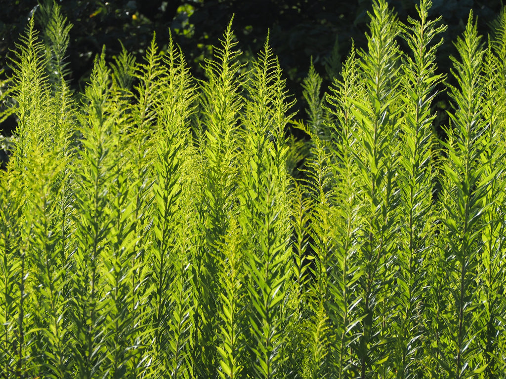 6月　背高泡立草